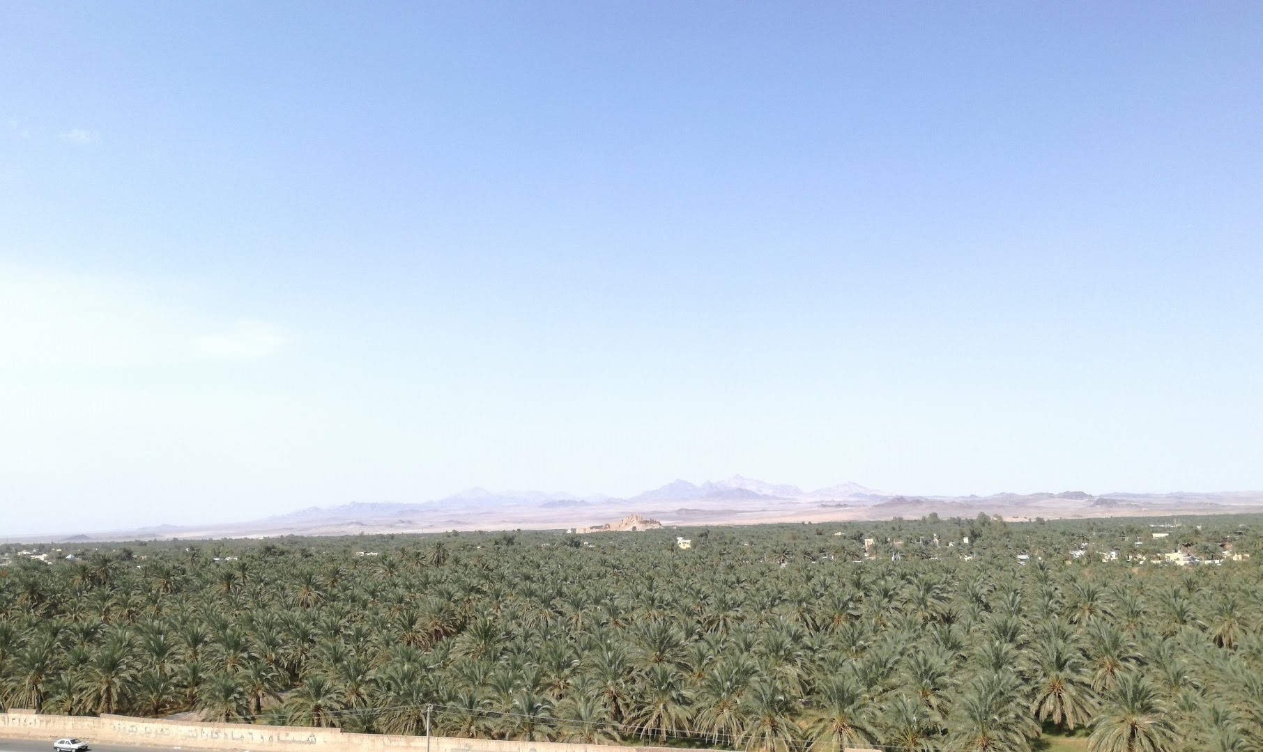 palm trees bam Iran